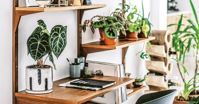 The Best Plants for Your Workspace