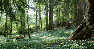 Forest Bathing: Step By Step, Tree By Tree