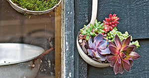 tiny tabletop gardens planted ladles